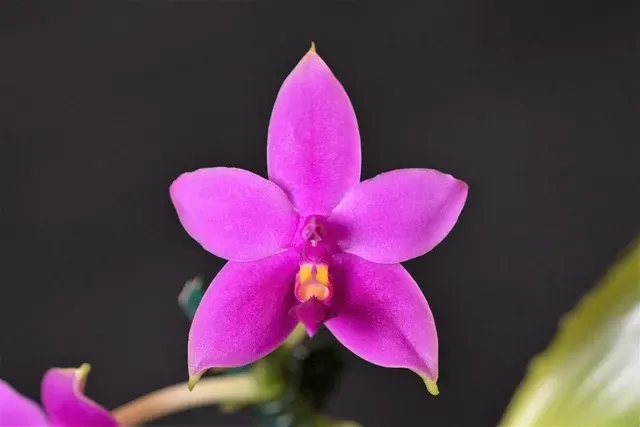 Phalaenopsis violacea 'Indigo'