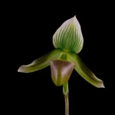 Paphiopedilium callosum var.potentianum (Paphiopedilum)