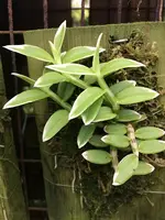 Dendrobium-loddigesii variegated — Other Plants
