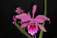 Cattleya purpurata x Cattleya tenebrosa - Cattleya Pacavia