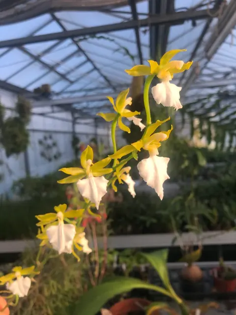 Odontoglossum bictoniense 'alba'