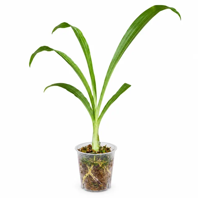 Clowesetum Penang Waltz (Clowesetum)
