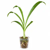 Clowesetum Penang Waltz