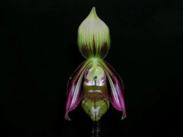 Paphiopedilum sangii (Paphiopedilum)