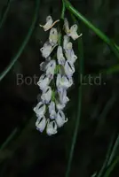 Schoenorchis juncifolia
