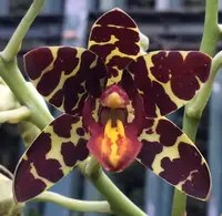 Ansellia africana species
