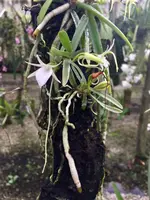 Angraecum stella-africae