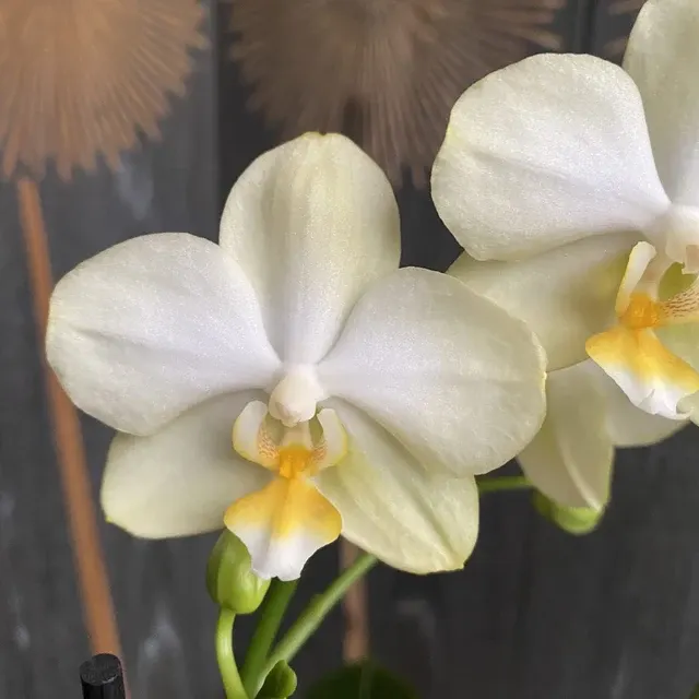 Phalaenopsis Golden Dawn