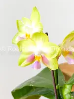 Phal. Joy Spring Canary 'Shy' — Blooming Size
