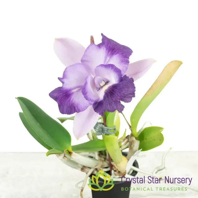 Cattleya Alisun Blue Star (Cattleya)