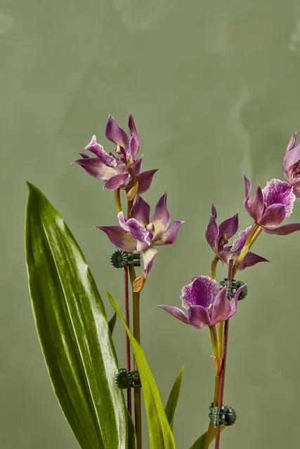 Noid Zygopetalum (Zygopetalum)