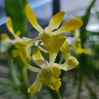 Dendrobium Orchid Plant Gentting Royal- Seedling