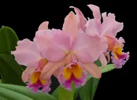 Blc. George King ‘Serendipity’ (3.5 pot)