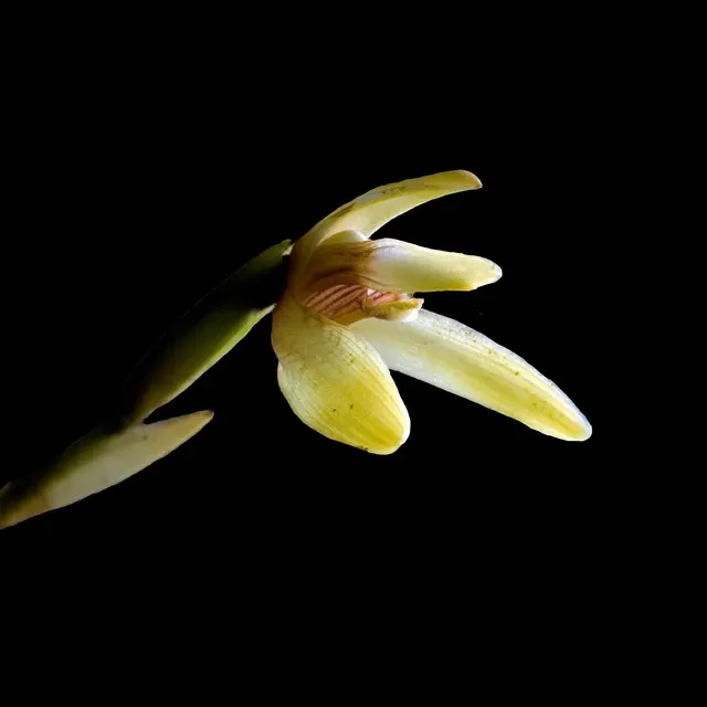 Maxillaria porrecta alba (Maxillaria)
