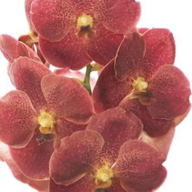 Vanda Adisak Hapiness (Vanda)