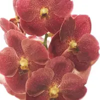 Vanda Orchid Adisak Hapiness Mature - Ready To Flower