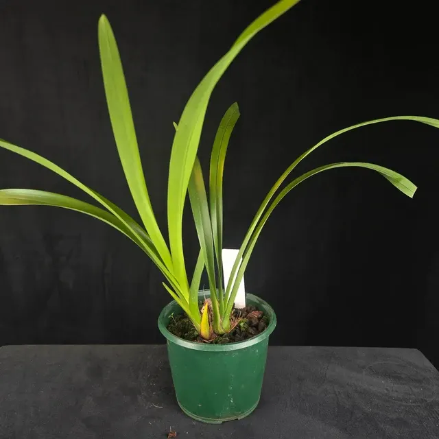 Cymbidium floribundum