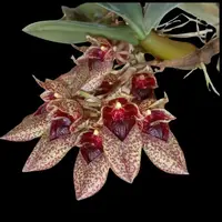 Bulbophyllum frostii