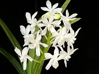 Vanda Lou Sneary 'White'