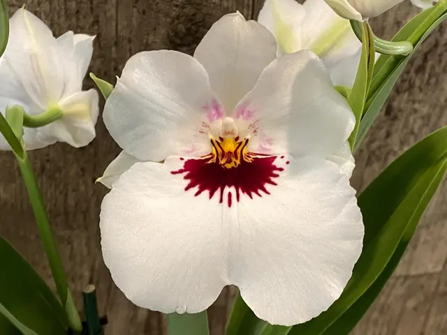 Miltoniopsis Nirav Savalia 'Brilliant'