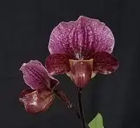 Paphiopedilum charlesworthii