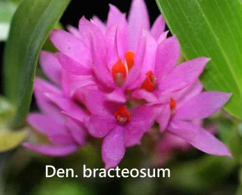 Dendrobium bracteosum (Dendrobium)