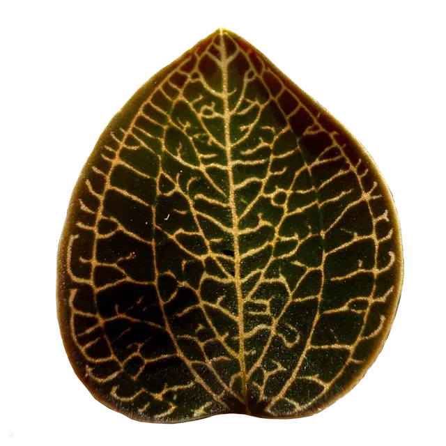 Anoectochilus 'Leaf Tip #49' (Anoectochilus)
