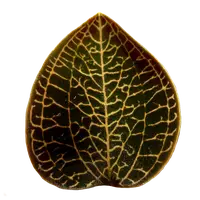 Anoectochilus 'Leaf Tip #49'