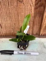 Laelia pumila