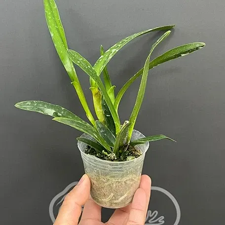 Laelia perrinii (Laelia)
