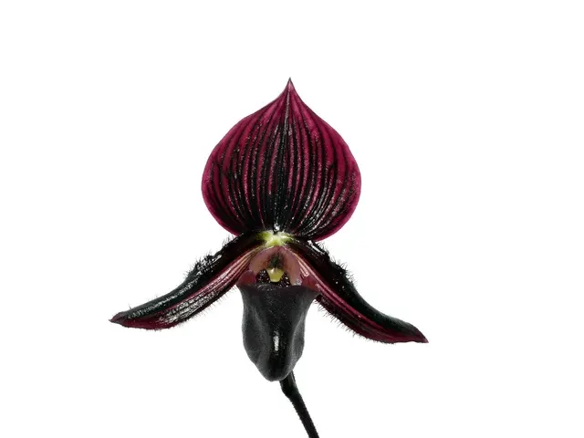 Paphiopedilum Ethan Kropfmuller (Paphiopedilum)