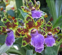 Z. Artur Elle (Z. Blackii x Z. B. G. White) (OM112) ( - - Zygopetalinae subtribe ) Z.=Zygopetalum