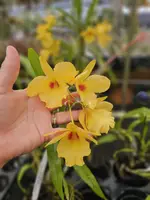 Dendrobium Golden Aya (4″ Pot)
