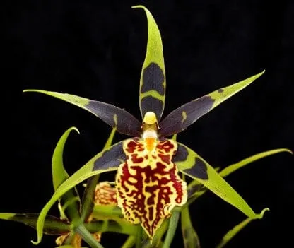 Oncidium Alliance - Banfieldara Gilded Tower 'Mystic Maze'
