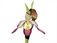 Phragmipedium Ainsworthii