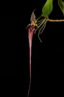 Bulbophyllum putidum