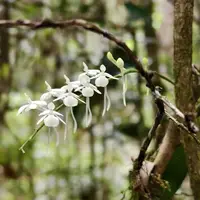 Aerangis citrata