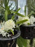 Ascocentrum ampullaceaum v. alba
