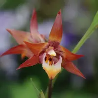 Tainia macrantha