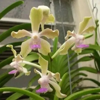 Vanda Tessellata Green X Pink (Vanda)