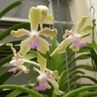 Vanda Tessellata Green X Pink