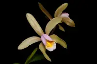 Cattleya forbesii