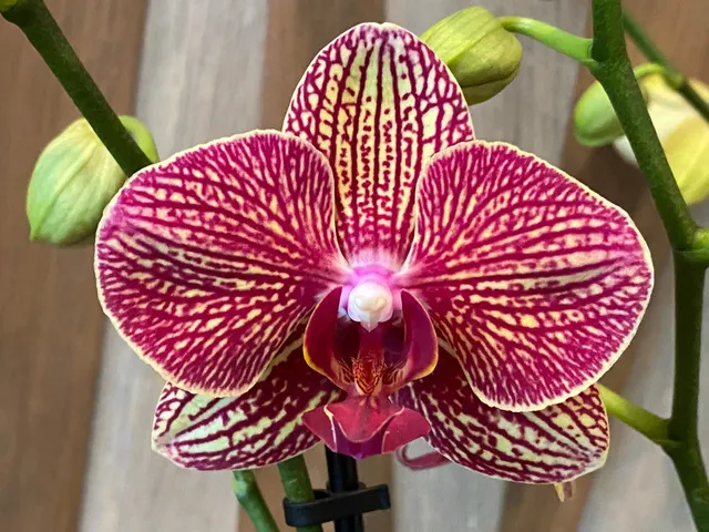 Phalaenopsis Valentine’s Stripe