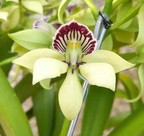 Prosthechea ionophlebia × self