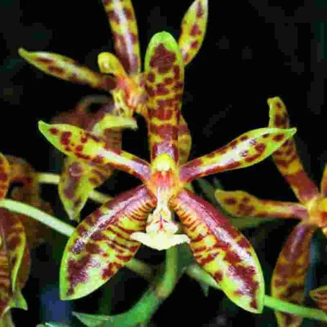 Phalaenopsis mannii sp (Phalaenopsis)