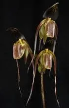 Paphiopedilum anitum x sib (Paphiopedilum)