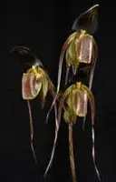 Paphiopedilum anitum x sib