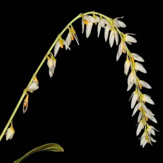 Bulbophyllum sukhakulii sp (Bulbophyllum)