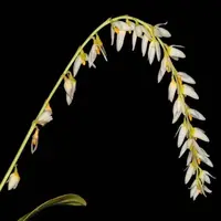 Bulbophyllum sukhakulii sp.