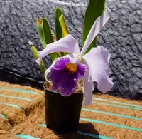 Compot: LC Canhamiana 'Azure Sky' AM/AOS